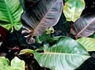Philidendron Red Emperial